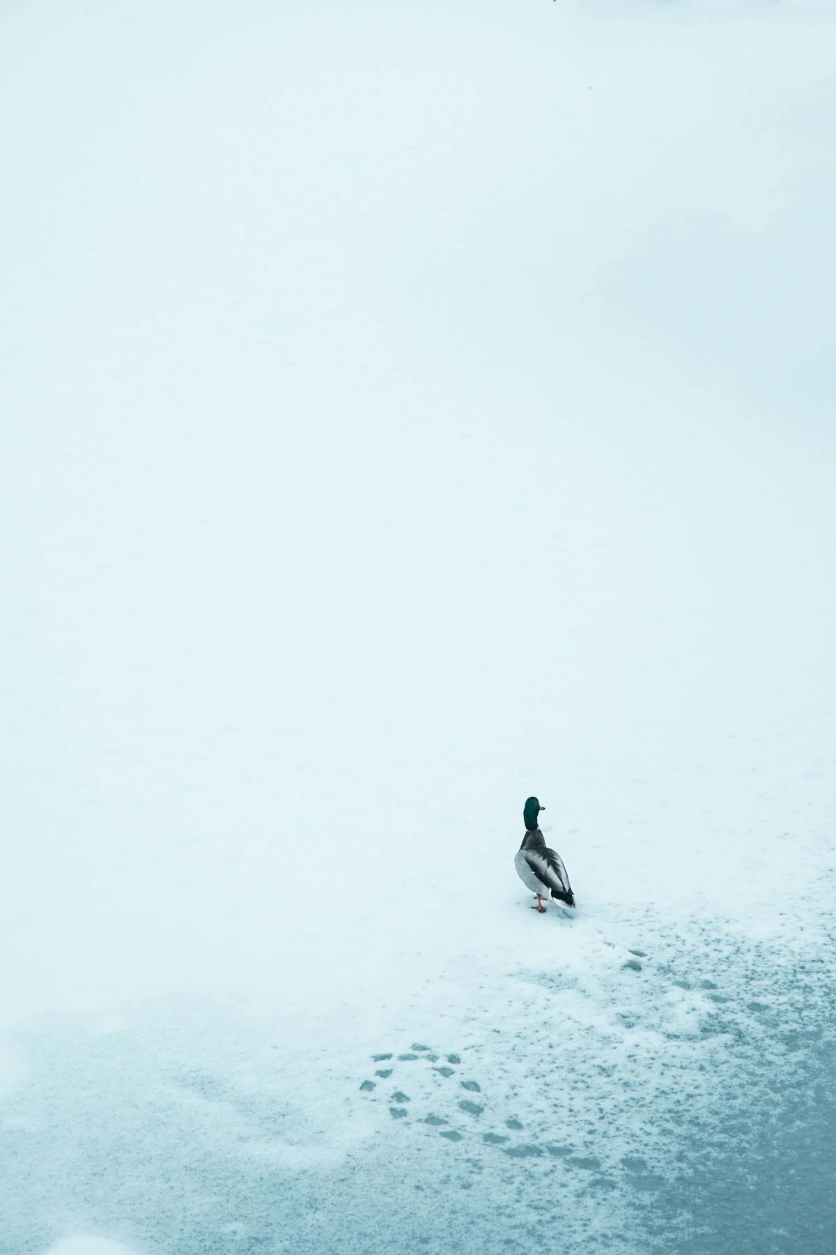 A Prime Colorado Ski Destination