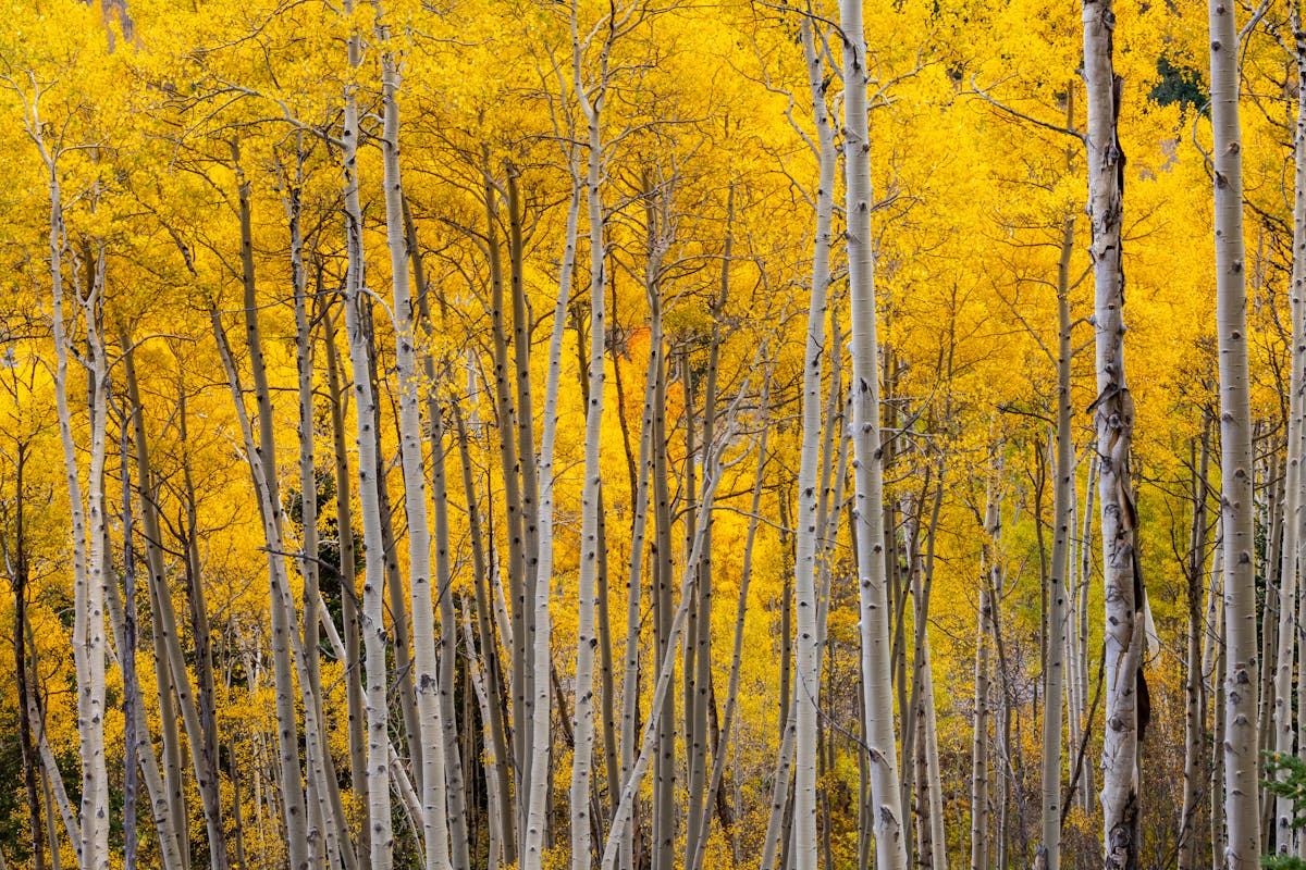 Unlocking Colorado's Waters - Your Essential fishexplorer colorado Guide Connecting Angling with the Colorado Experience