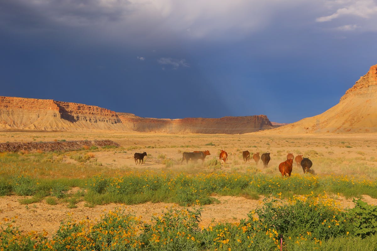 Discover the Magic - Finding Your Perfect Colorado Honeymoon Packages