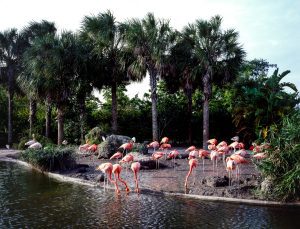 Discover the Most Famous Things in Florida - Your Ultimate Sunshine State Guide