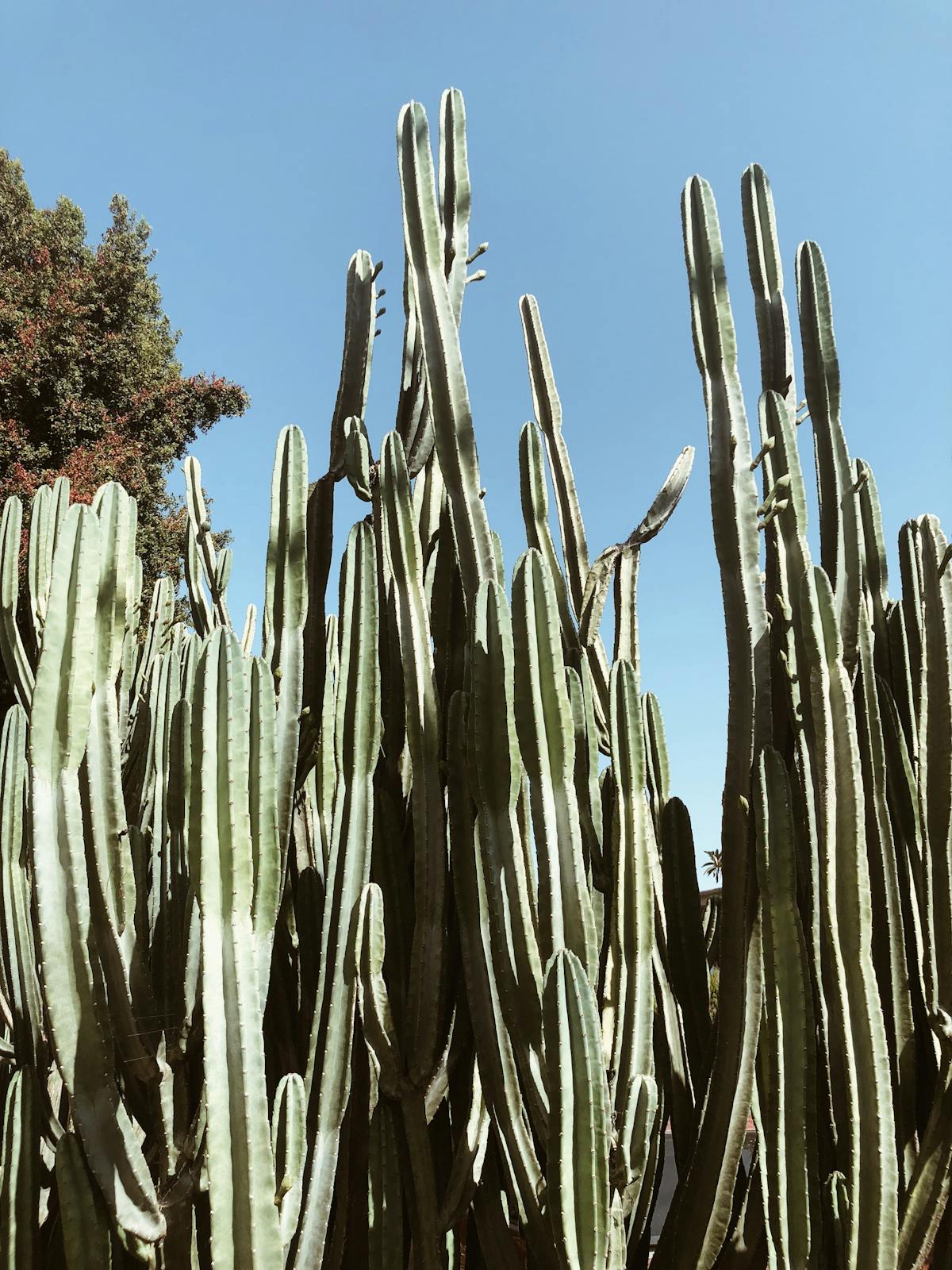 Catalina Island Hikes - Your Guide to Stunning Trails Exploring Popular Day Hikes and Loops