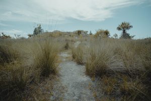 What Tax Does Florida Not Have? Exploring the Sunshine State's Tax Benefits