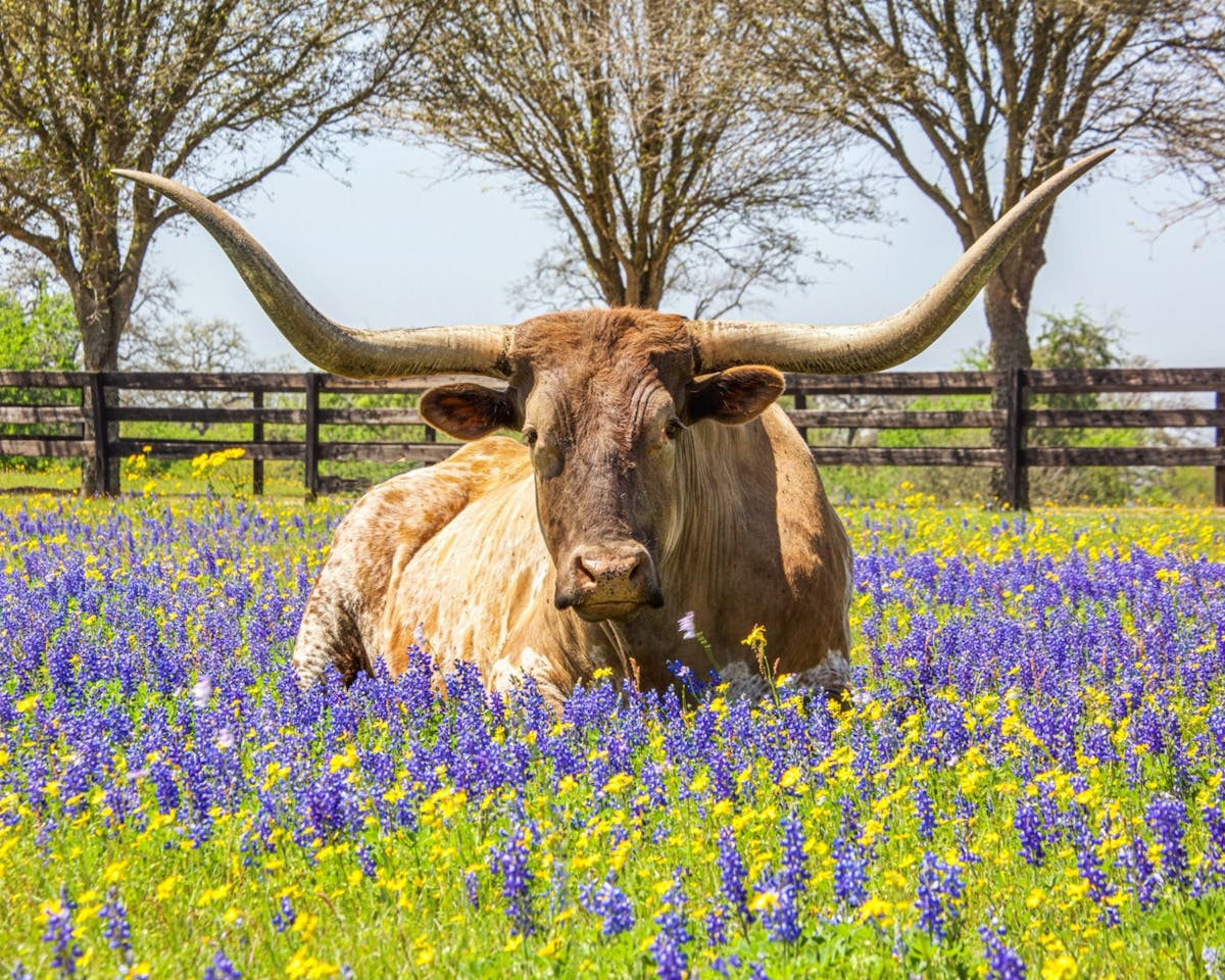 Discover Austin Where to Go - Your Ultimate Guide to the Live Music Capital and Beyond Lady Bird Lake and Zilker Park
