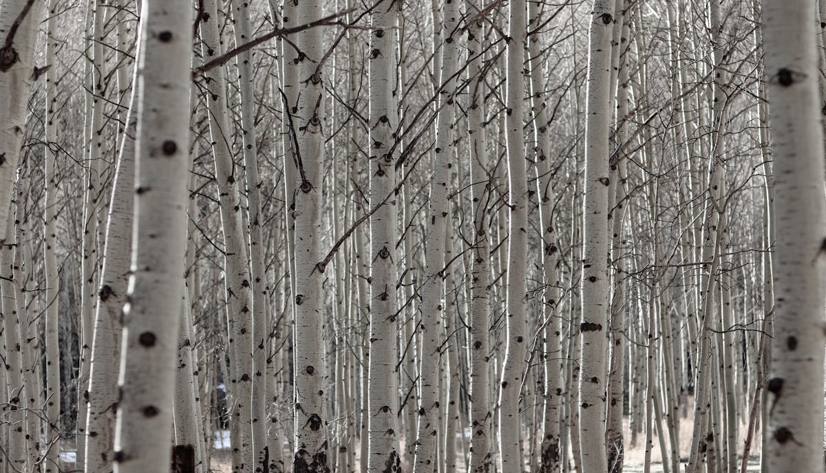 Must-See Stops on Your Road Travel Colorado Journey