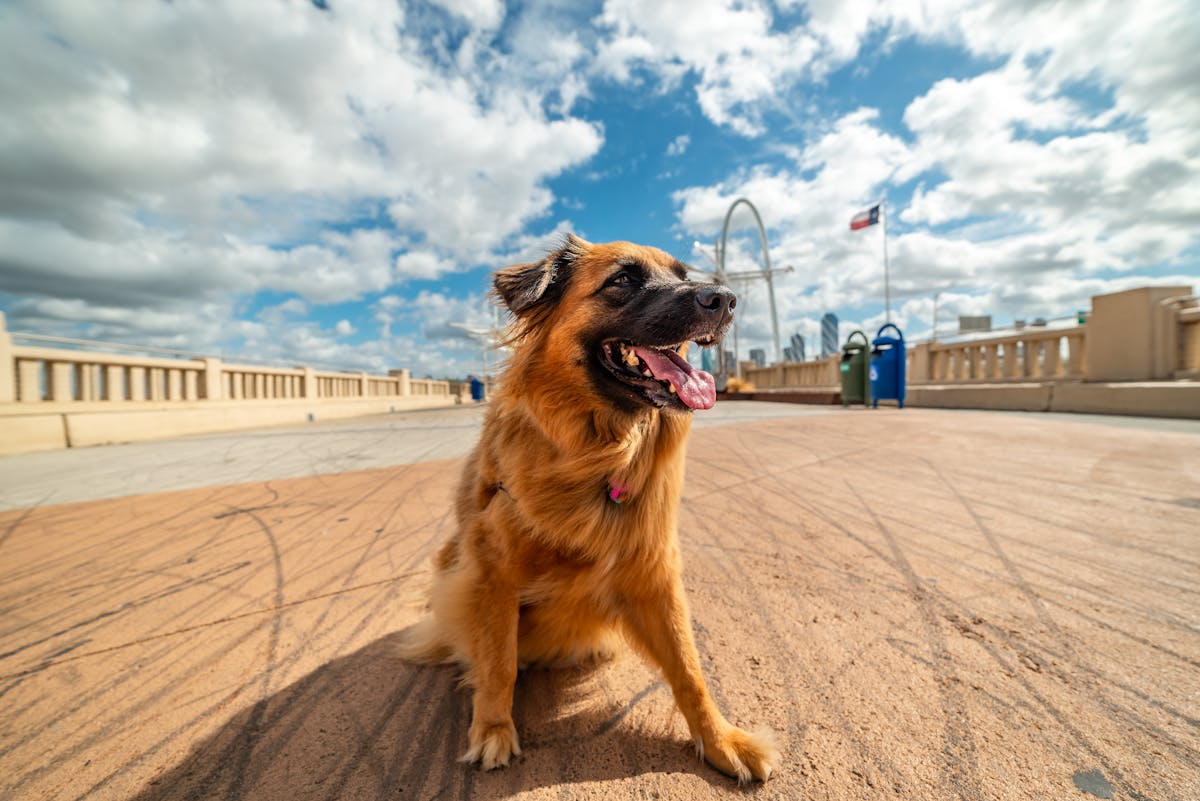 Navigating Houston July Weather - Your Guide to a Summer Visit Sunshine Hours and UV Index
