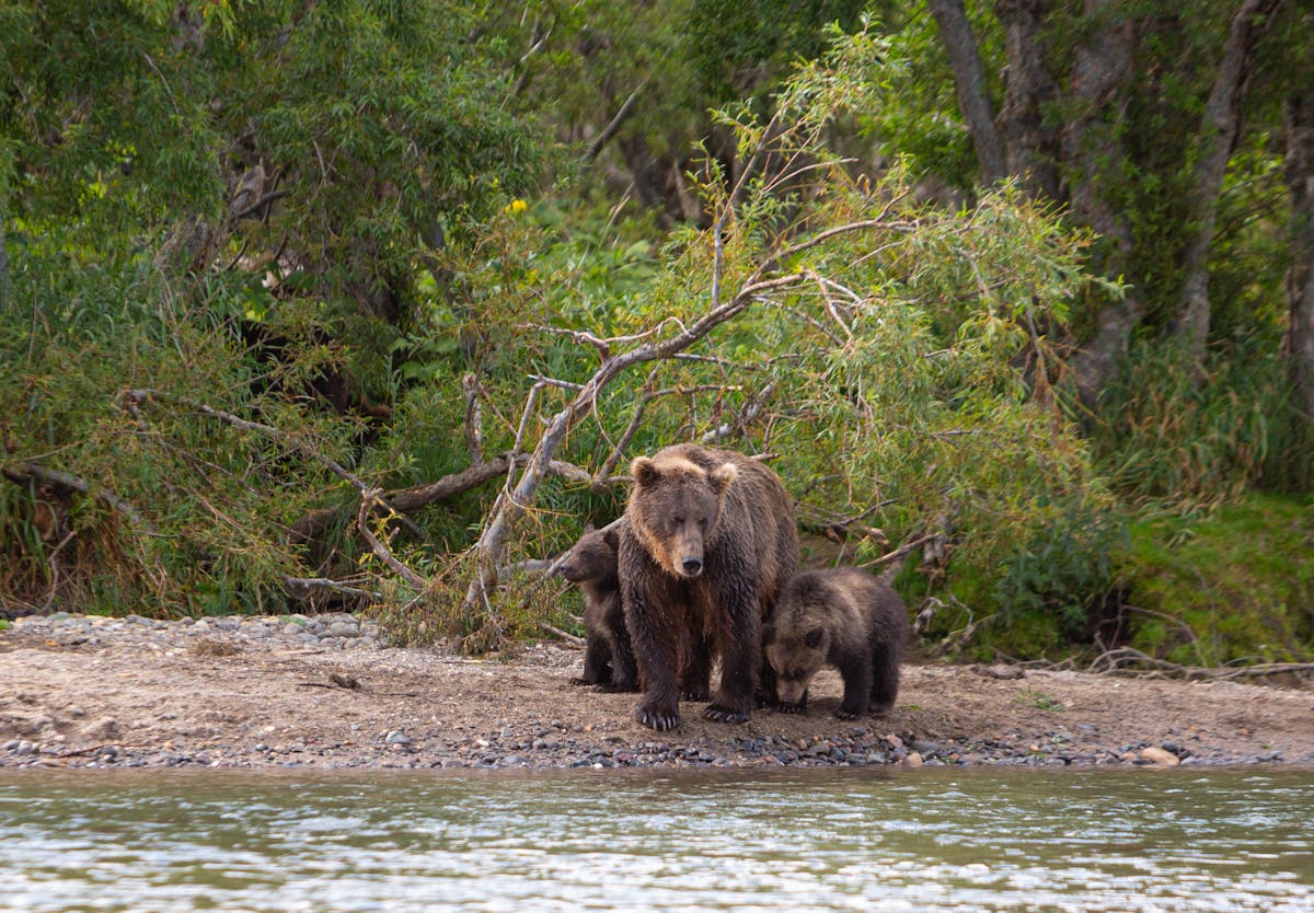 Where To Go In Alaska - Your Ultimate Guide to the Last Frontier The Magic of Alaska's National Parks