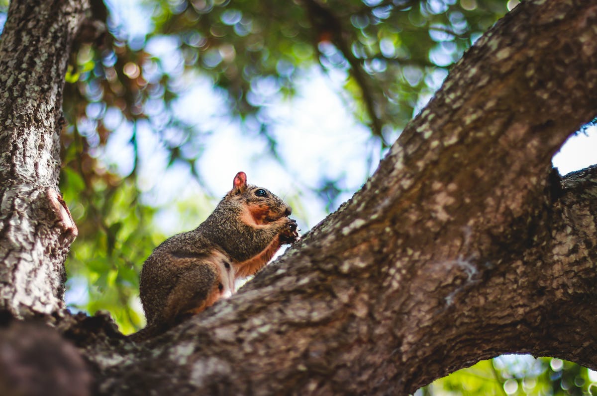 Austin Best Place to Visit - Discover Why It's a Must-See City Tips for Exploring McKinney Falls