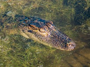 Top Fun Things to Do in Tampa for an Unforgettable Trip