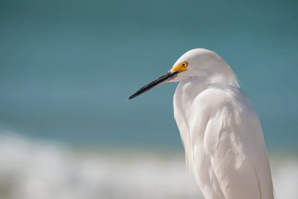 Top Things to Do in St Augustine - Explore Florida's Oldest City