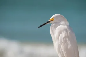 Top Things to Do in St Augustine - Explore Florida's Oldest City