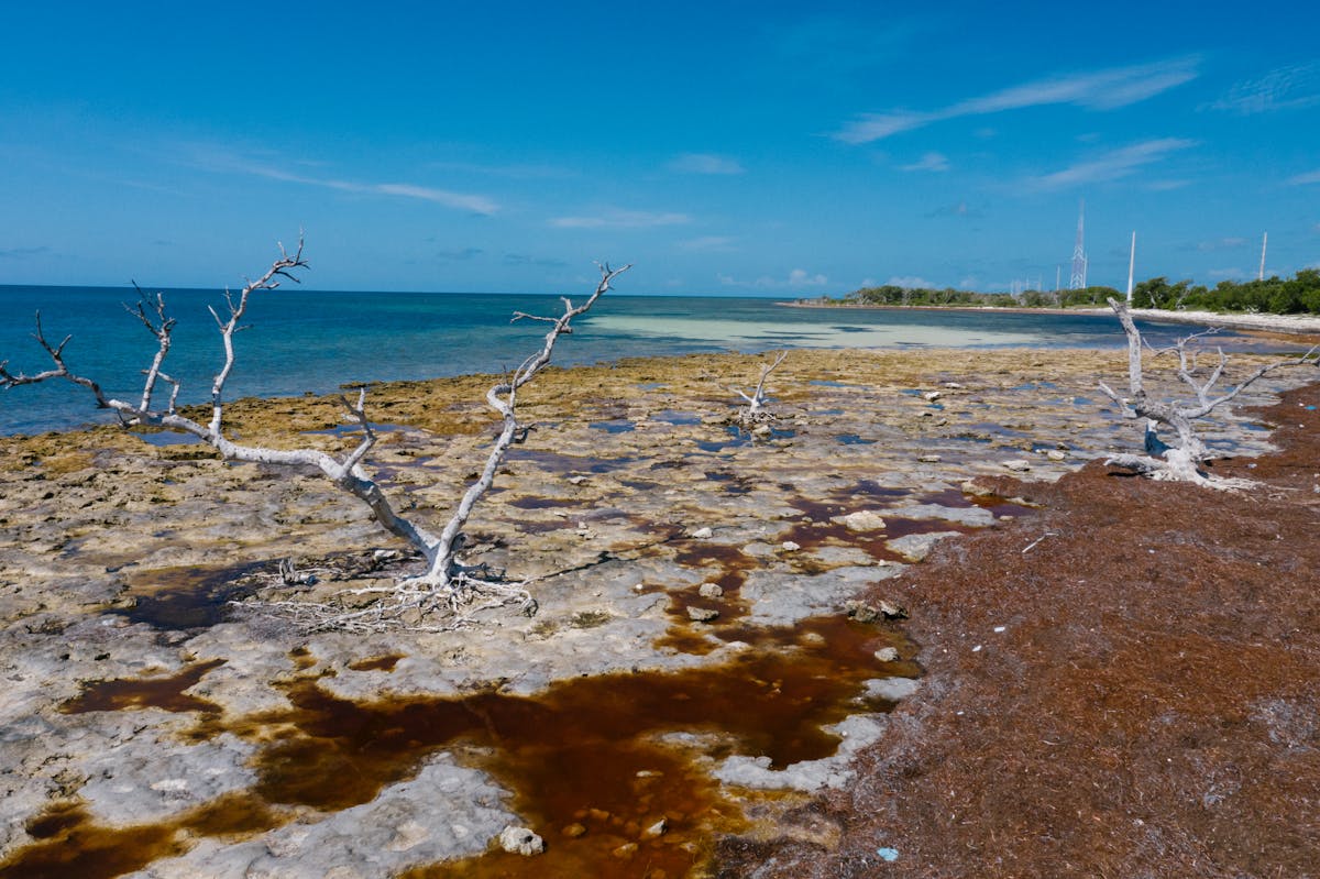 Top Culinary Arts Colleges in Florida - Your Guide St Pete beach shoreline with calm waves, a perfect example of florida where to go for relaxation by the sea.