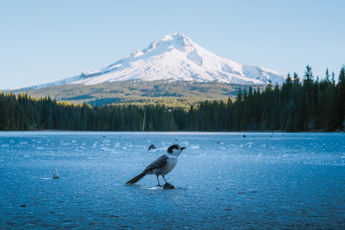 The Ultimate Columbia River Cruise Portland Experience Why Choose a Columbia River Cruise from Portland