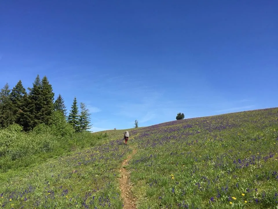 A backpacker walks away along a trail, surrounded by flower-filled meadows and big open skies. The trail winds through a beautiful landscape with mountains in the distance.