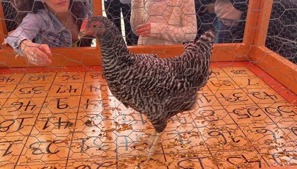 A chicken standing on a bingo board marked with numbered squares at Chicken Shit Bingo in Austin, TX.