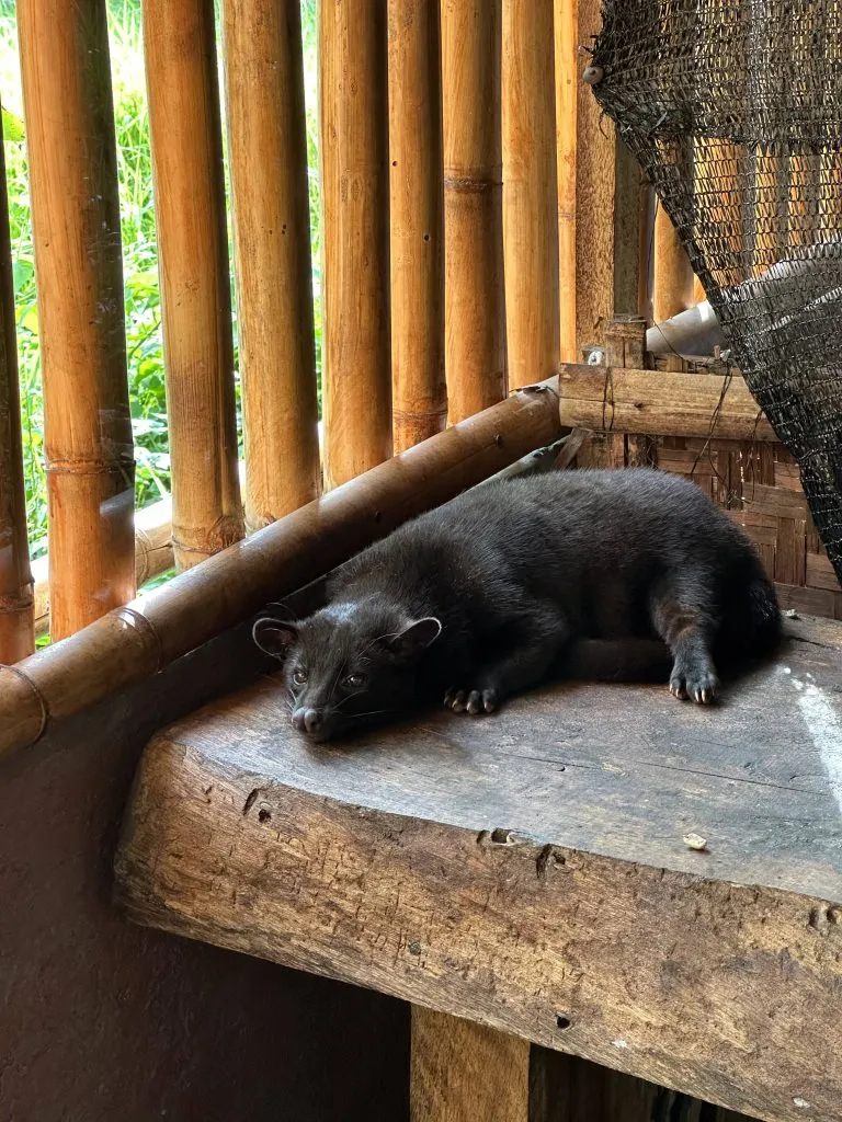 A civet cat resting, related to the production of Weasel coffee.