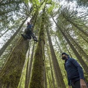 A climber descends from a tree while another person watches, representing outdoor adventure tours near Portland Oregon.