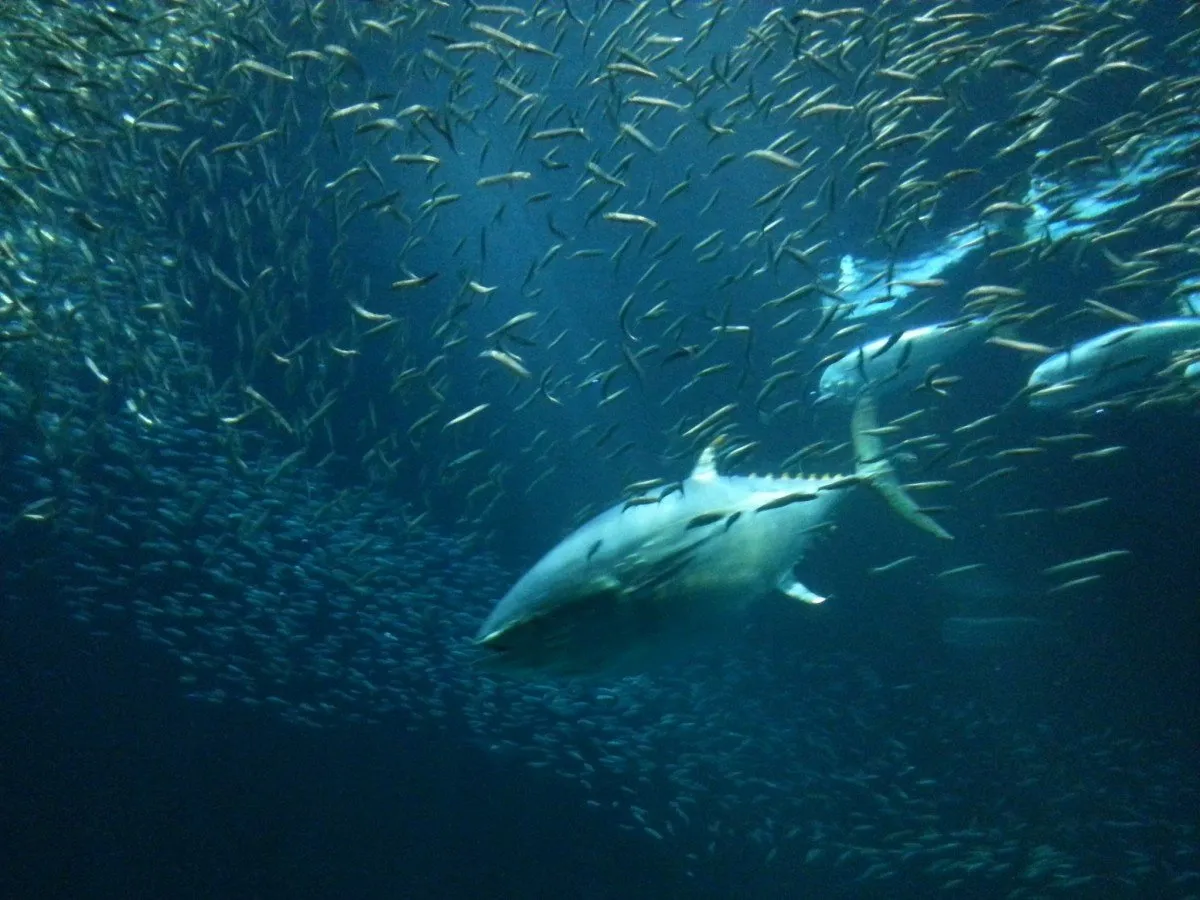 A close-up view of a scuba diver underwater near a coral reef in Hawaii.