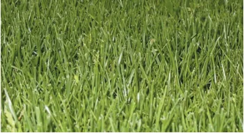 Understanding What Type of Grass Does Michigan Have - A Comprehensive Guide