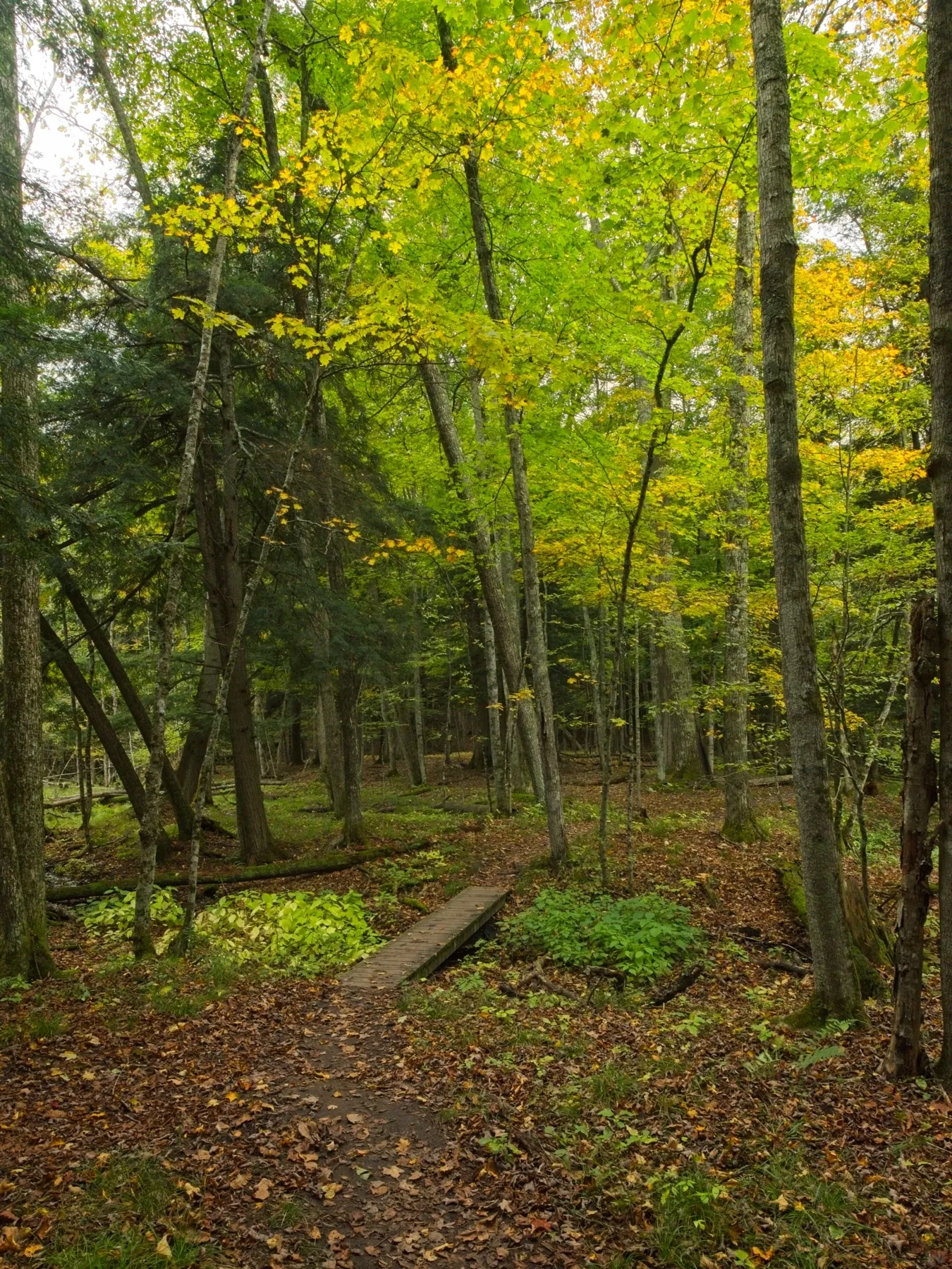 A footbridge crossing a small creek on the Manistee River Trail