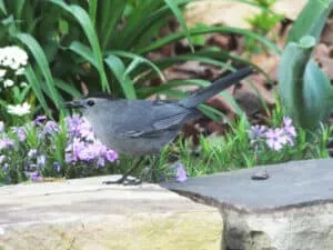 A Gray Catbird perched on a branch, illustrating factors that influence what is the best time for birding.