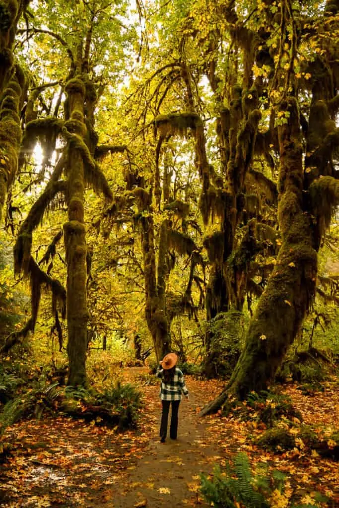 A hiker stands surrounded by lush ferns and moss-covered trees in the Hoh Rainforest area of Olympic National Park