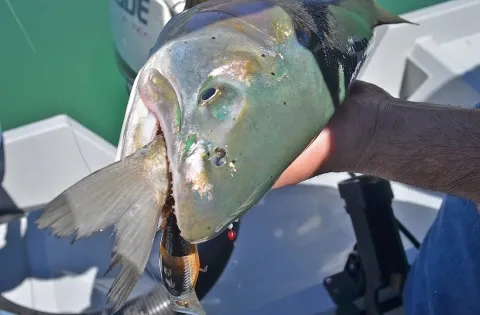 A large trout is pictured outside of the water with another fish in its mouth.