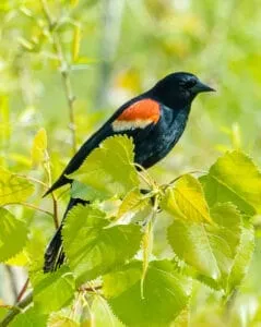 A male Red-winged Blackbird displaying its red shoulder patches, highlighting the influence of time of day or even the day of the week on finding the best time for birding.