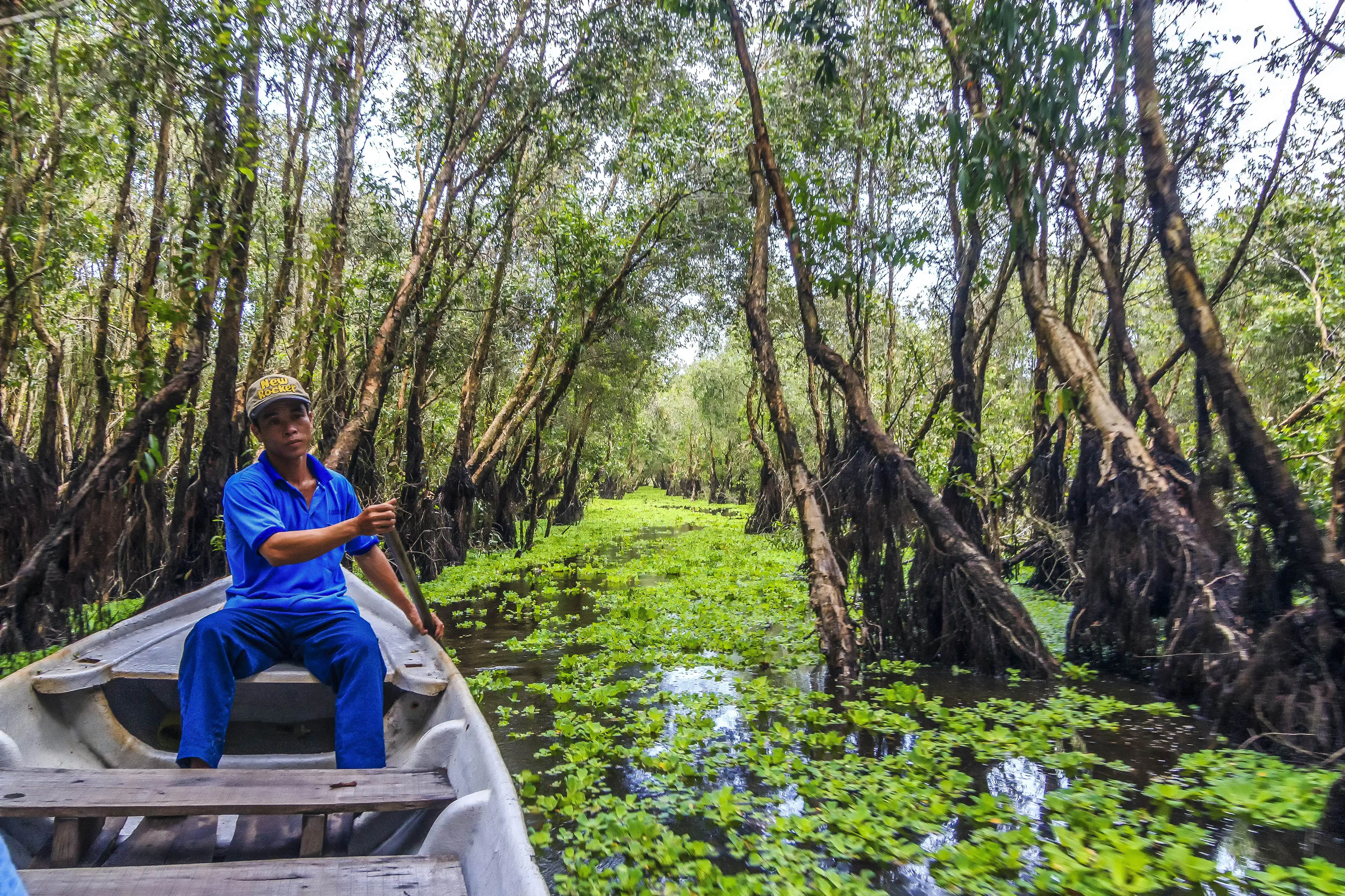 A man steers a wooden boat through a channel in a dense mangrove forest. Aquatic plants are seen on the surface of the water.