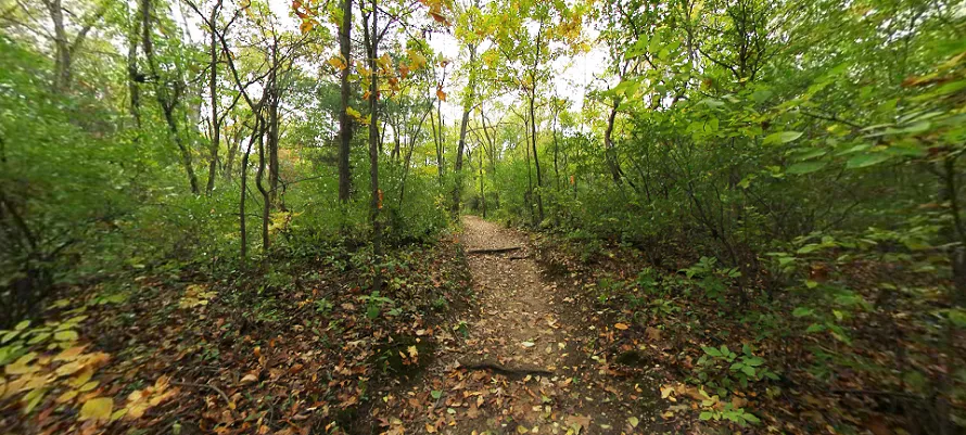 A narrow, winding dirt trail through dense woods in Pinckney State Recreation Area, a popular spot for backpacking and hiking in Southeast Michigan