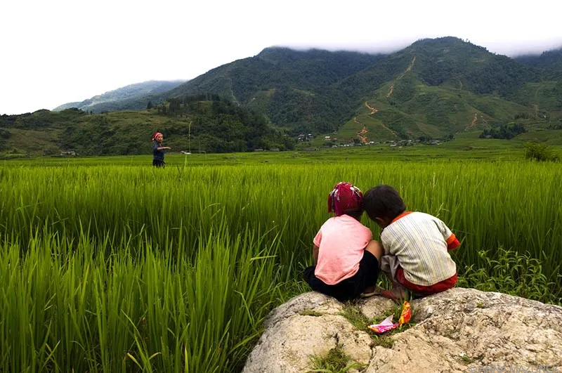 A panoramic view of lush green terraced rice fields cascading down steep mountain slopes in Sapa, Vietnam, with distant mountains under a slightly hazy sky.