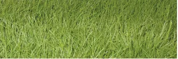 A patch of Fine-Leaf Fescue, ideal for specific conditions and another answer to what type of grass does Michigan have.
