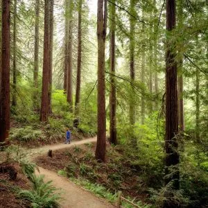a person follows a trail through towering evergreen trees in Forest Park, a popular outdoor activity in Portland Oregon