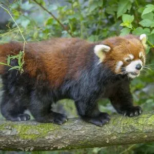 A red panda walks on a tree limb at the Oregon Zoo, a fun place for animal lovers in Oregon