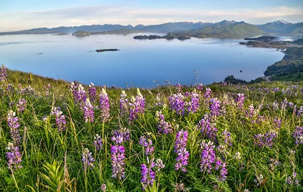 A scenic view of a mountainside of lupine flower plant overlooking an Alaskan shoreline and water.