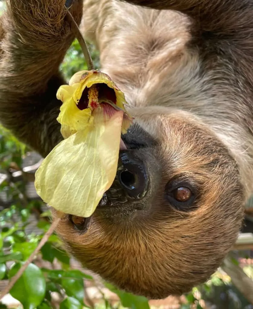 A sloth happily eating a flower bouquet at Honolulu Zoo