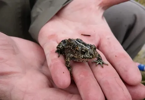 A small toad is held in hand by a biologist