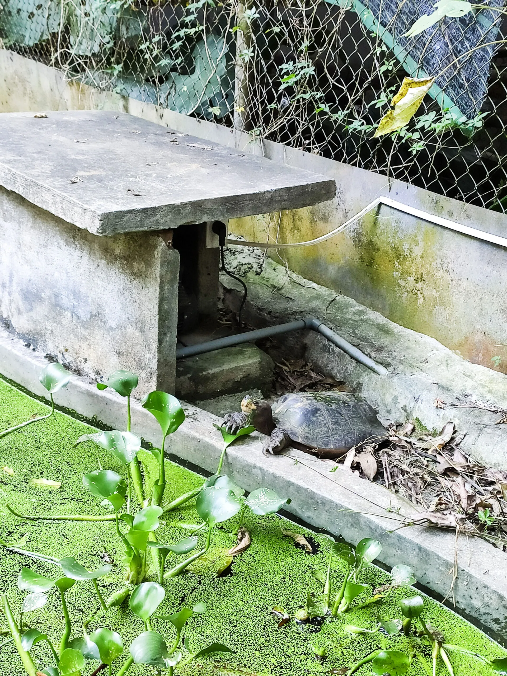A small turtle resting on a log in an enclosure at the Turtle Conservation Center