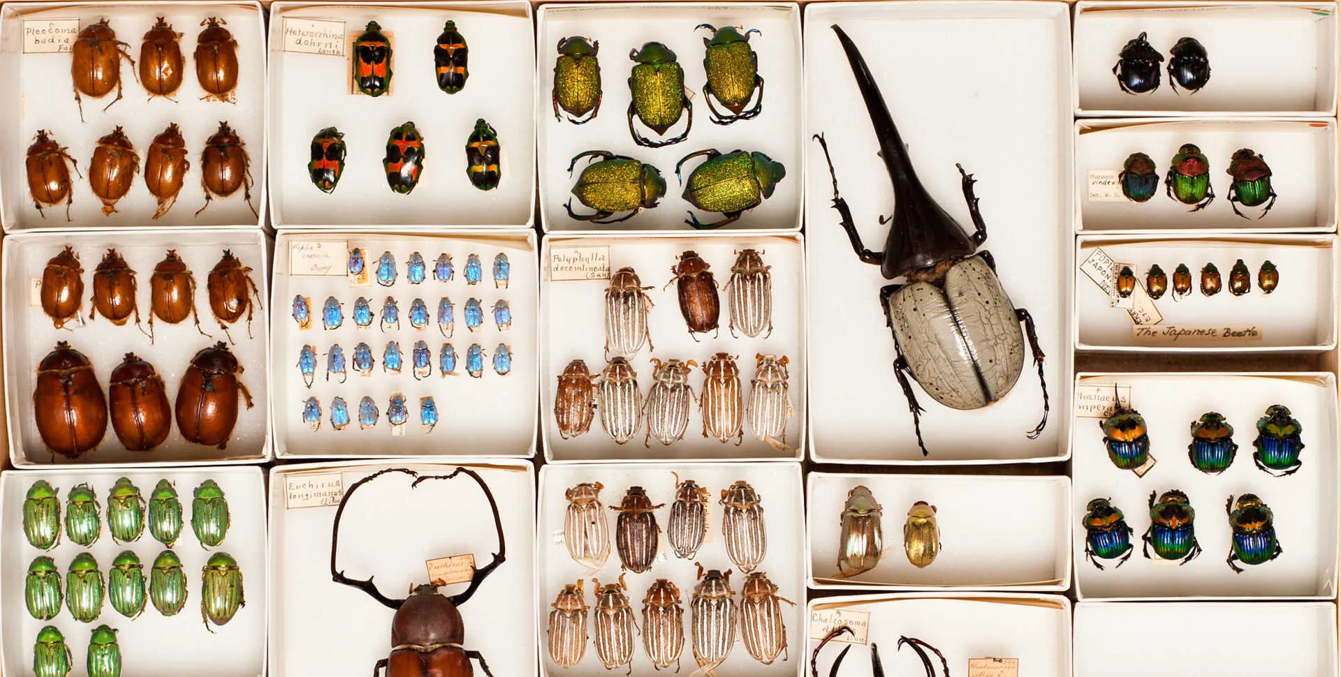 A variety of colorful beetle specimens from the entomology collection