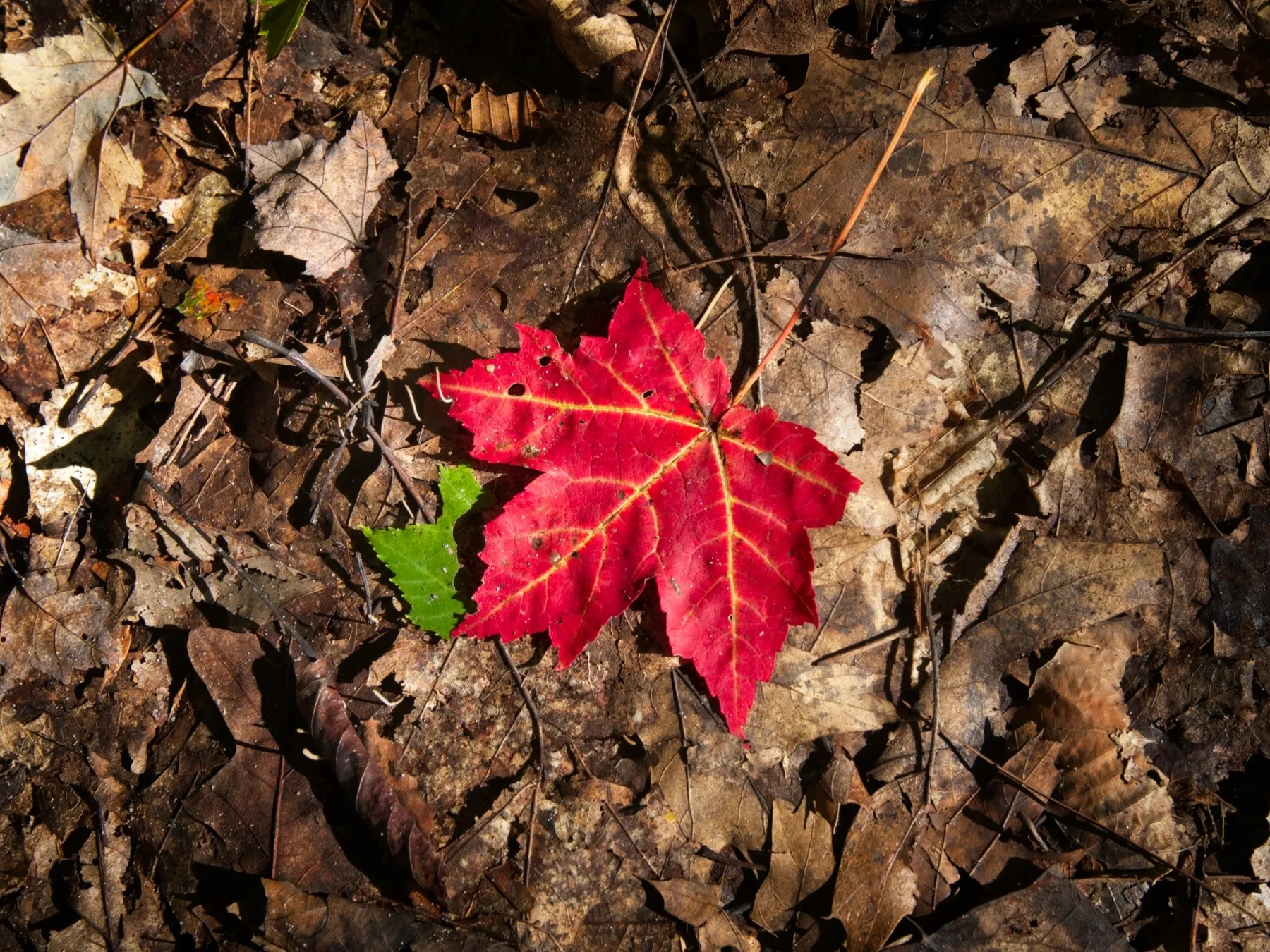 A vibrant orange maple leaf on the forest floor