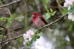A vibrant Purple Finch, showing how weather conditions impact bird activity for finding the best time to go birding.
