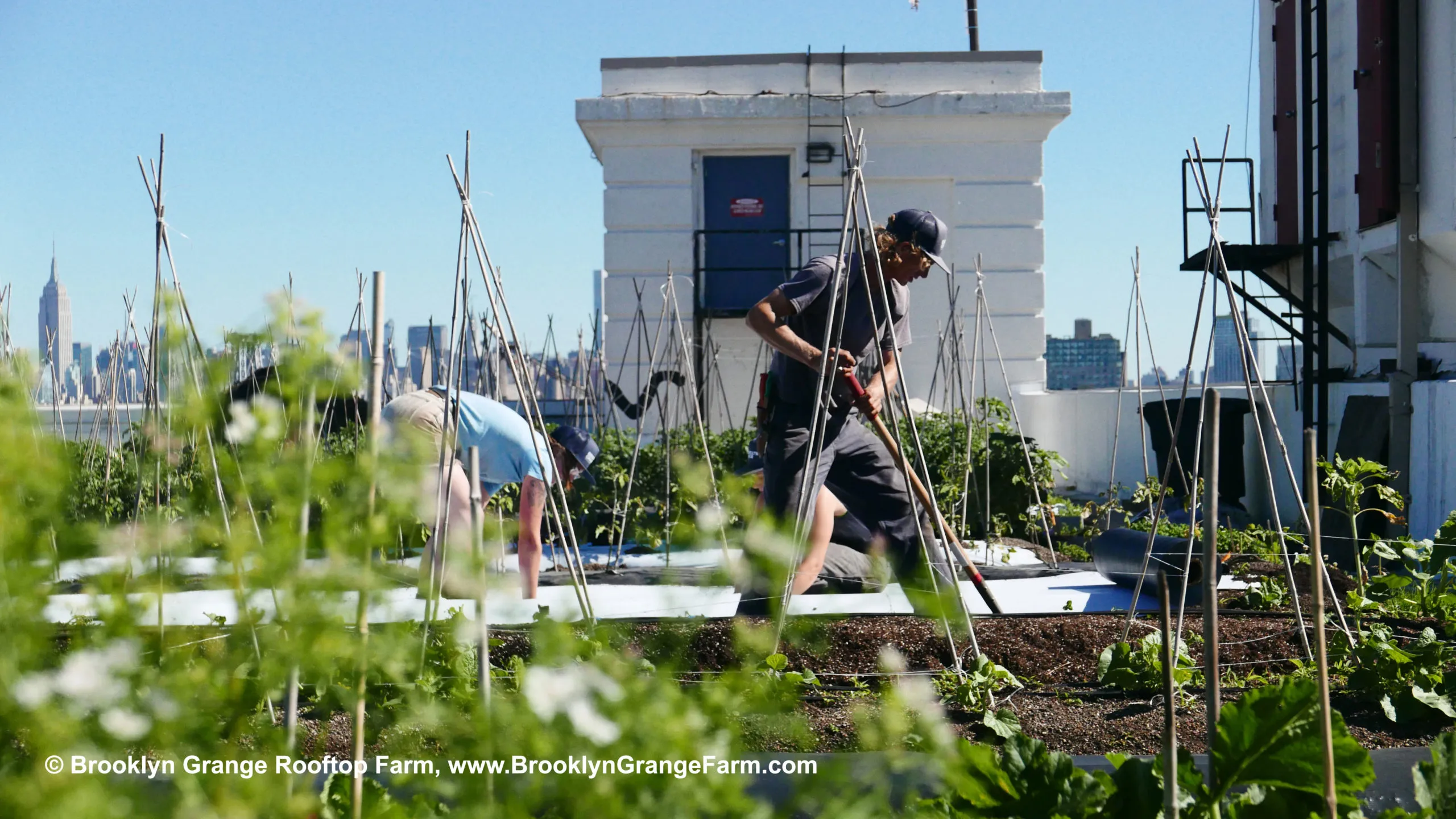 A vibrant rooftop farm at Brooklyn Grange, one of the most unique experiences in Brooklyn.