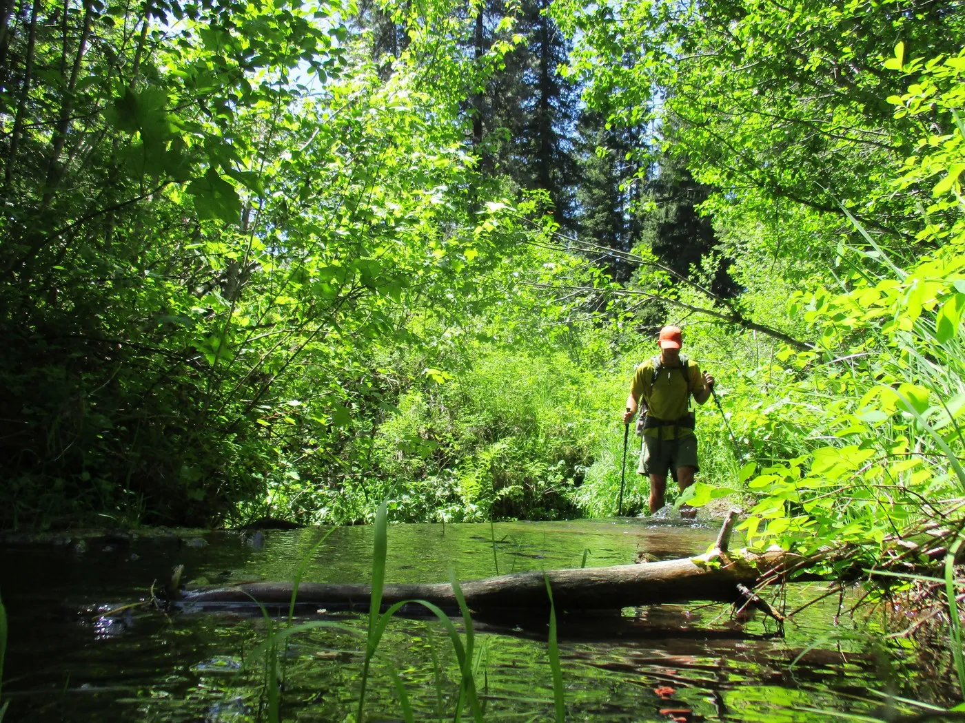 A wet section of trail to cross along the Slick Ear section of the Grizzly Loop. The trail is muddy and rocky with vegetation on either side.