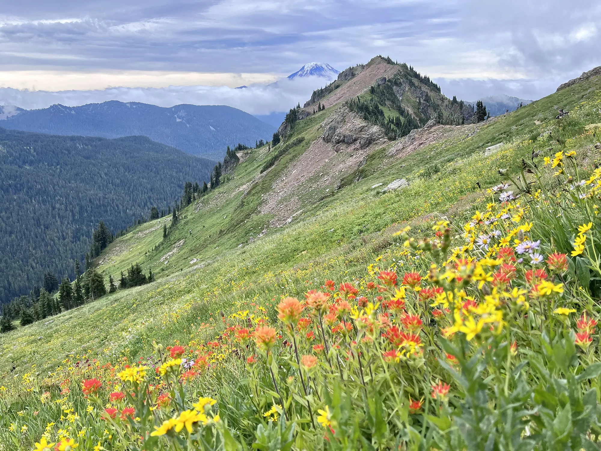 Abundant wildflowers on the Snowgrass Flats trail towards Goat Lake, Washington