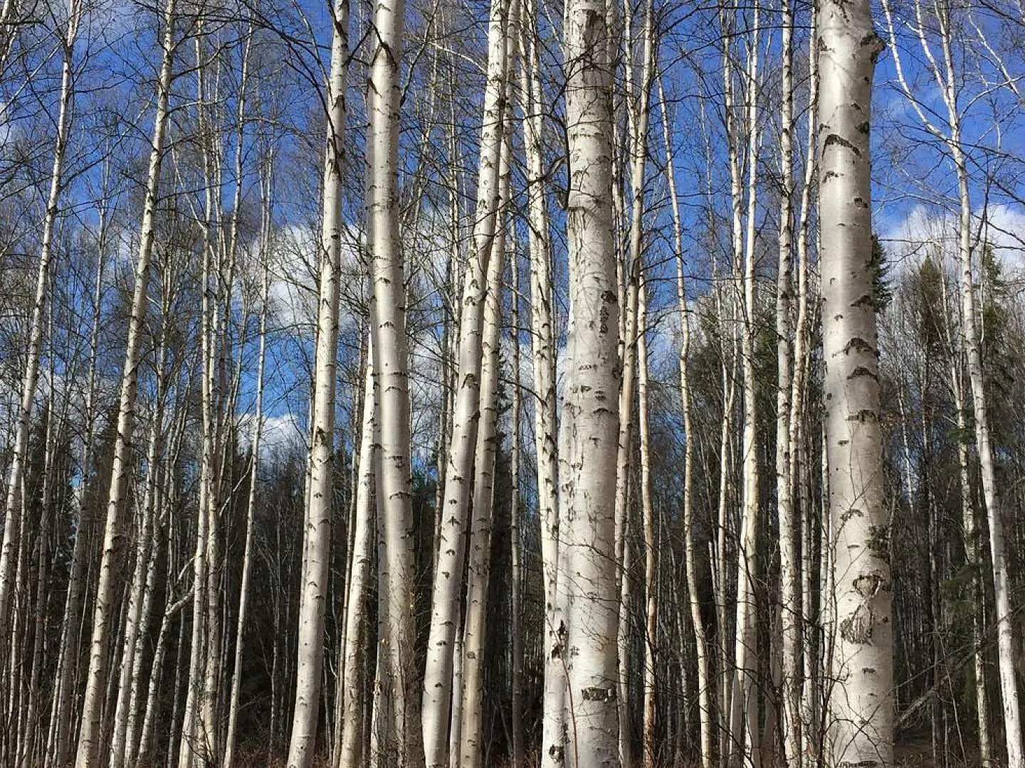 Alaskan birch syrup