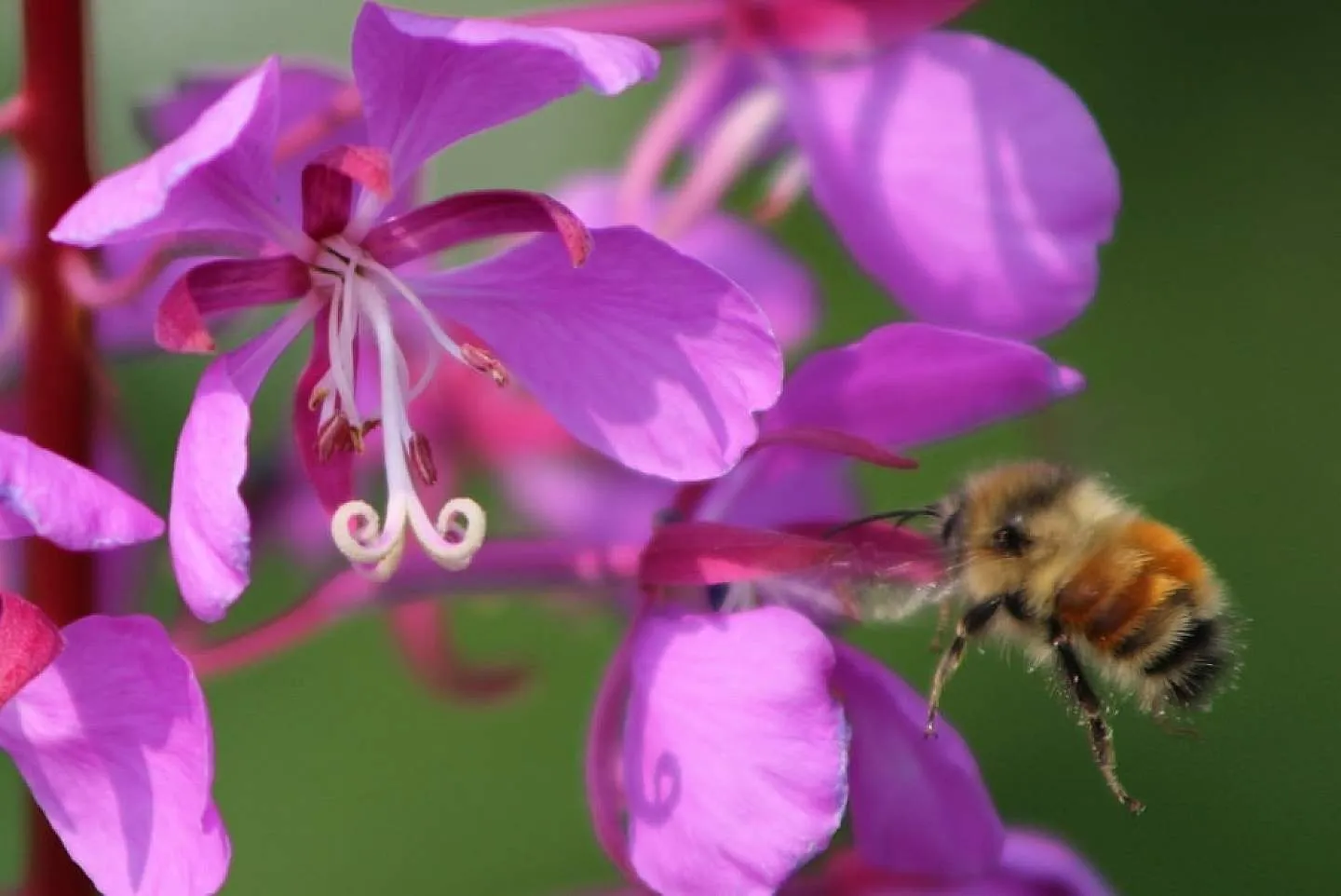 Alaskan fireweed honey