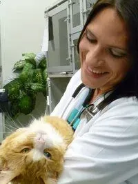 Finding Your Las Vegas Specialty Vet - Expert Care for Cats