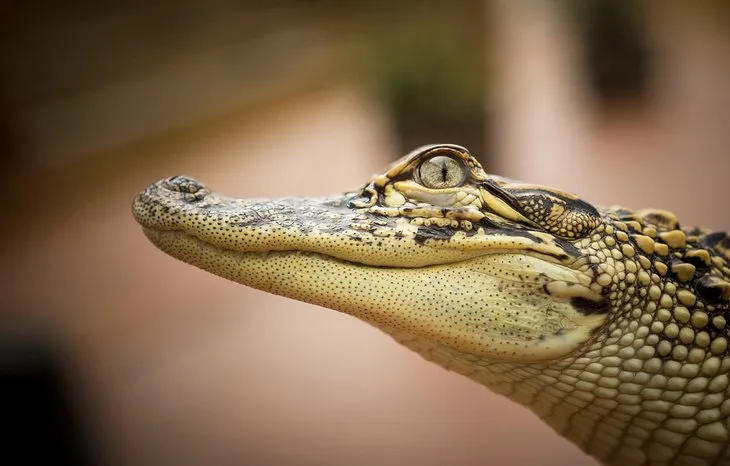 Alligator visible at the Texas State Aquarium in Corpus Christi