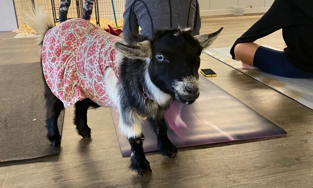 An adorable baby goat wearing a small dress interacting with participants at Goga Goat Yoga in Austin.