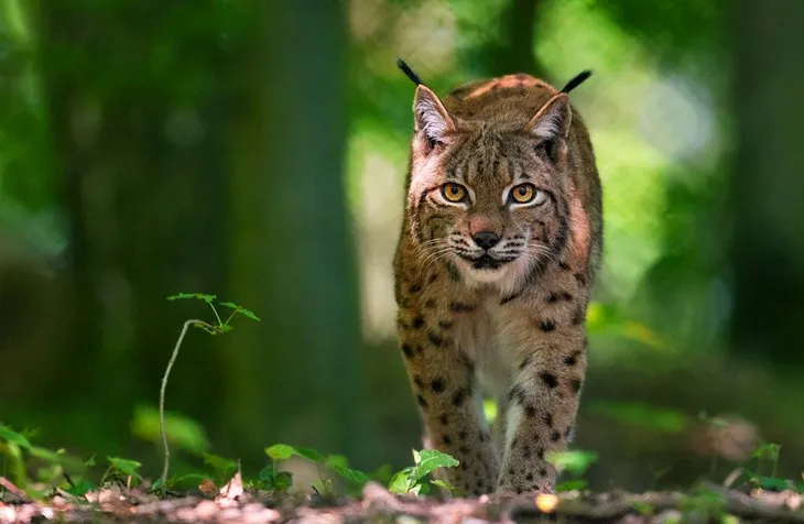 Animal Ark, a must-visit wildlife sanctuary near Reno, provides naturalistic habitats for rescued animals.
