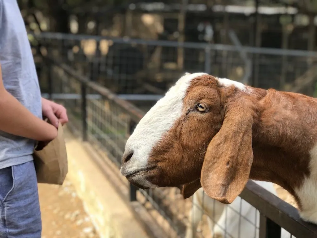 Animal at Austin Zoo